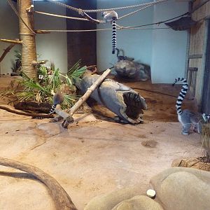 Madagascar Journey - Ring-Tailed Lemur Exhibit