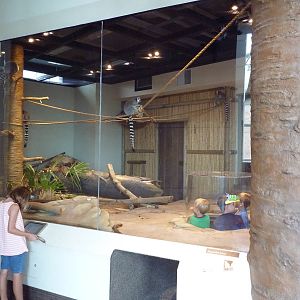 Madagascar Journey - Ring-Tailed Lemur Exhibit