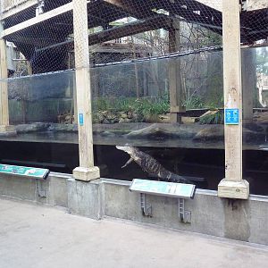 Wetlands - American Alligator Exhibit