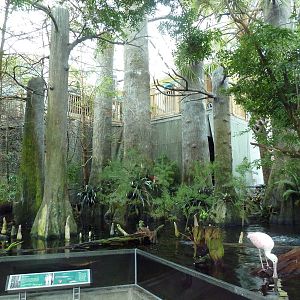 Wetlands - Cypress Swamp Exhibit