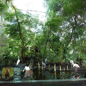 Wetlands - Cypress Swamp Exhibit