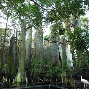 Wetlands - Cypress Swamp Exhibit