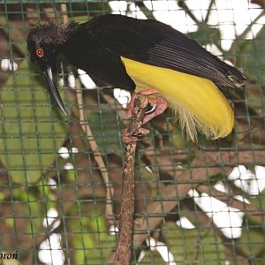 Twelve-wired Bird-of-paradise - male