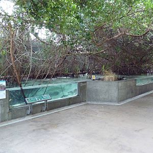 Wetlands - Mangrove Swamp Exhibit