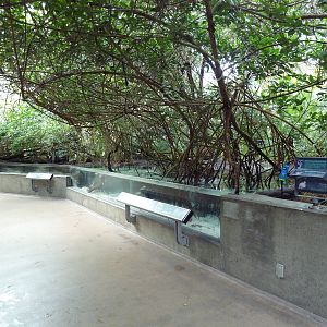 Wetlands - Mangrove Swamp Exhibit