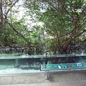 Wetlands - Mangrove Swamp Exhibit