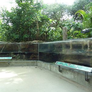 Wetlands - Juvenile American Crocodile Exhibit