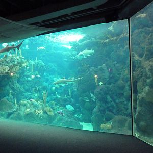 Coral Reefs Gallery - 500,000 Gallon Tank