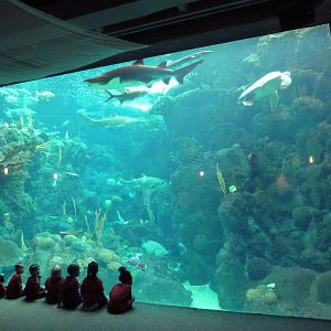 Coral Reefs Gallery - 500,000 Gallon Tank