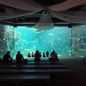 Coral Reefs Gallery - 500,000 Gallon Tank