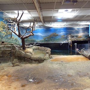 West African River Experience (Nile Hippos)