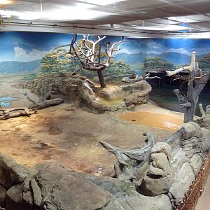 West African River Experience (Nile Hippos)