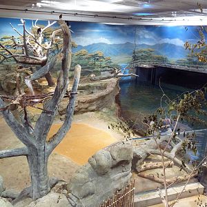 West African River Experience (Nile Hippos)