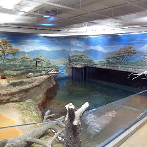 West African River Experience (Nile Hippos)