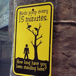 West African River Experience (Nile Hippos)