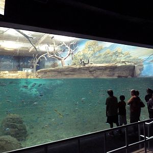 West African River Experience (Nile Hippos)