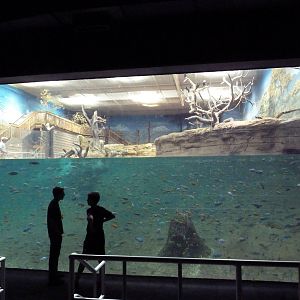 West African River Experience (Nile Hippos)