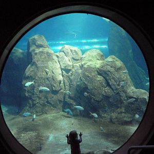 Shark Realm (Side View)