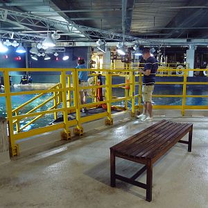 Shark Realm (Top View)