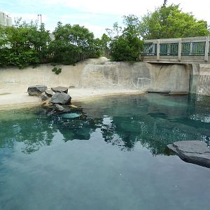 Seal Shores - Harbour Seal Exhibit