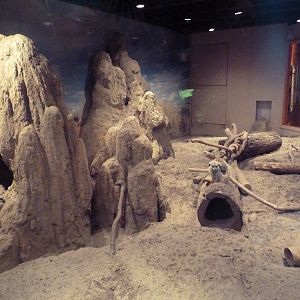 Meerkat Exhibit