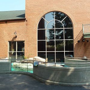 Harbor Seal Exhibit