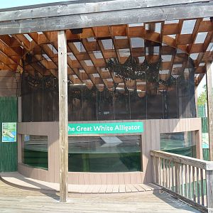 White Alligator Exhibit