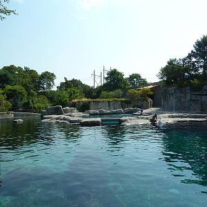 Arctic Coast - Beluga Whale Exhibit