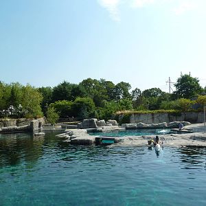 Arctic Coast - Beluga Whale Exhibit
