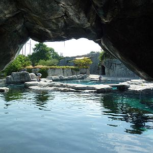 Arctic Coast - Beluga Whale Exhibit