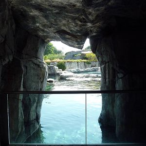 Arctic Coast - Beluga Whale Exhibit