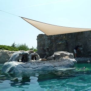 Black-Footed Penguin Exhibit