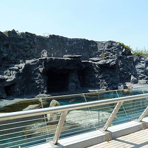 Pacific Northwest - Steller's Sea Lion Exhibit