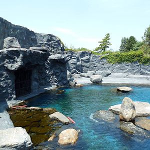 Pacific Northwest - Steller's Sea Lion Exhibit