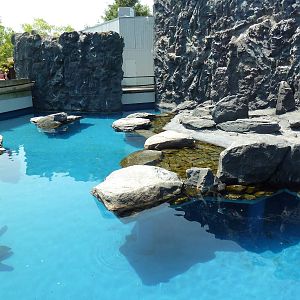 Pacific Northwest - Steller's Sea Lion/Harbor Seal Exhibit