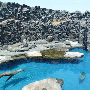 Pacific Northwest - Steller's Sea Lion/Harbor Seal Exhibit