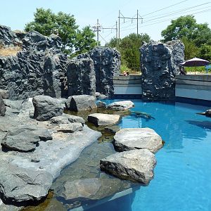 Pacific Northwest - Steller's Sea Lion/Harbor Seal Exhibit