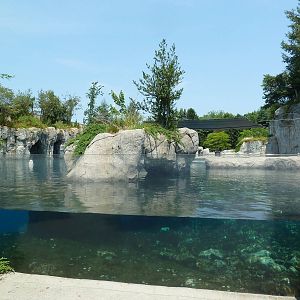 Arctic Coast - Beluga Whale Exhibit