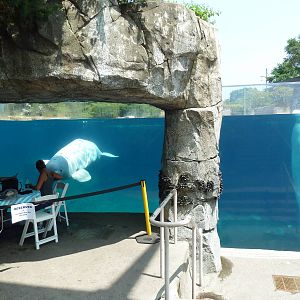 Arctic Coast - Beluga Whale Exhibit
