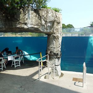 Arctic Coast - Beluga Whale Exhibit