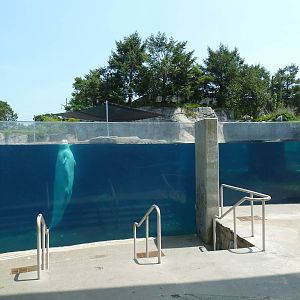 Arctic Coast - Beluga Whale Exhibit