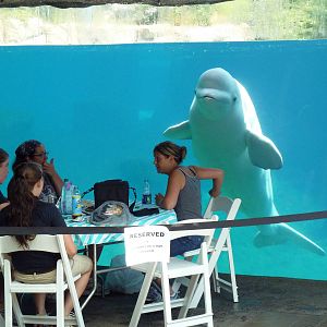 Arctic Coast - Beluga Whale Exhibit