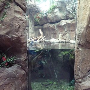 North American Wilderness - River Otter Exhibit (Side View)