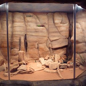 Western Diamondback Rattlesnake Exhibit