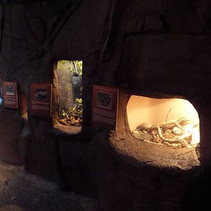 In the Desert Gallery - Reptile/Amphibian Terrariums