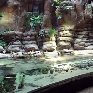 In the Desert Gallery