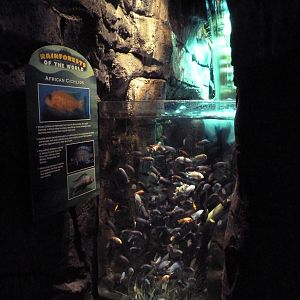 Rainforest - Cichlid Exhibit