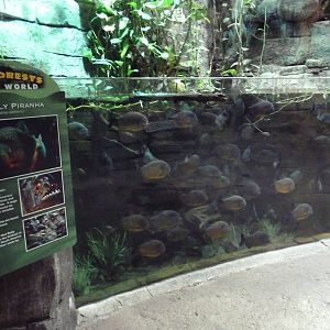 Rainforest - Piranha Exhibit