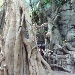 Rainforest Tree Trunks