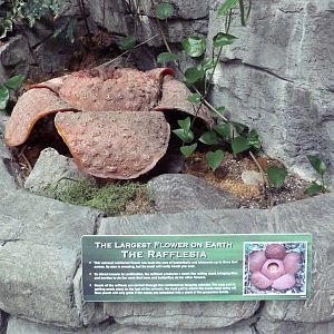 Rainforest - Fake Rafflesia Plant